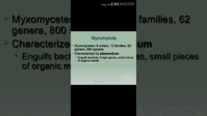 Fungi: plasmodial slime moulds- reproduction, life cycle, structure and characteristics....