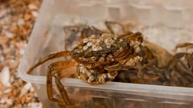 Черноморский краб / Black Sea Crab