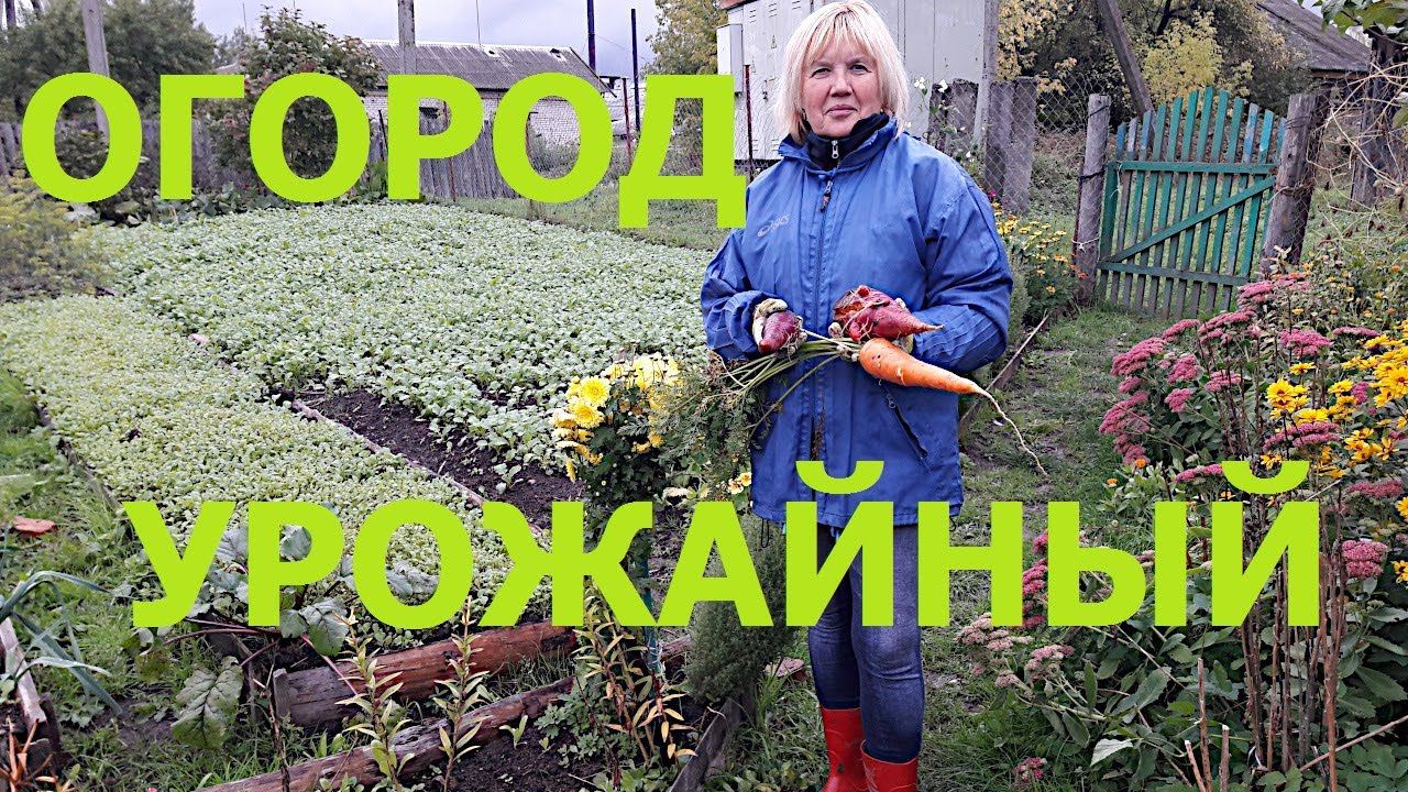 Огород урожайный #potemkin3 Потемкин