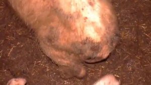 Болезни свиней  Чесотка