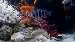 # цихлиды.#Цихлазома. #цихлидник. #имитация #морского аквариума. имитация морского аквариума