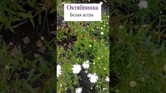 Октябринка белая астра.??