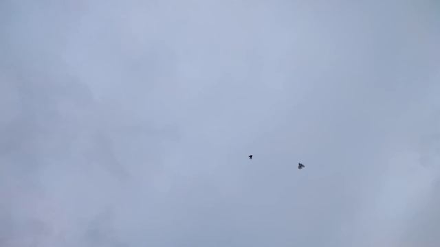 Приспособление для голубей упрощает тренировку смотреть онлайн