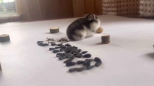 Сколько СЕМЕЧЕК может съесть Хомяк 🐹 яХрумка