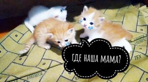 Ее больше нет! 
Котята стали сиротами.
Обнаружила в сарае мертвую кошку