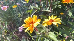 A Moment of Beauty with Bleeding Hearts Heliopsis Helianthoides Scabra