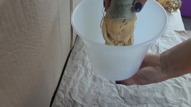 Адениумы Rose Chen. Привитые адениумы с питомника. Новинки! Часть 3