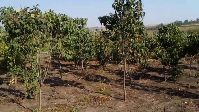 Сирень привитая | Plante.md