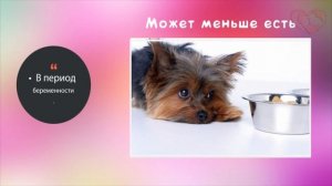 Как определить, что собака беременна?