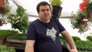 Молодая рассада погибает чем помочь.