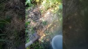 Картошка под опилками. Сбор урожая. 1 сентября 2019 года. Мифы и реальность)