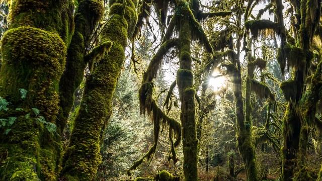 Сказочный, красивый лес смотреть онлайн