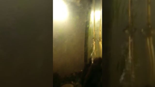 Аквариум. Крапчатые сомики живут в аквариуме 8 лет 4 месяца смотреть онлайн