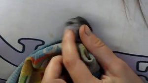 Как кормить птенца стрижа