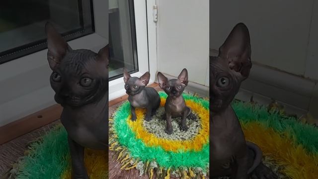 Котята канадского сфинкса, питомник Чёрный Бриллиант. Есть доступные котята.Доставка тоже есть. смотреть онлайн