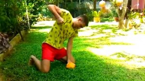 Как правильно посадить кокос