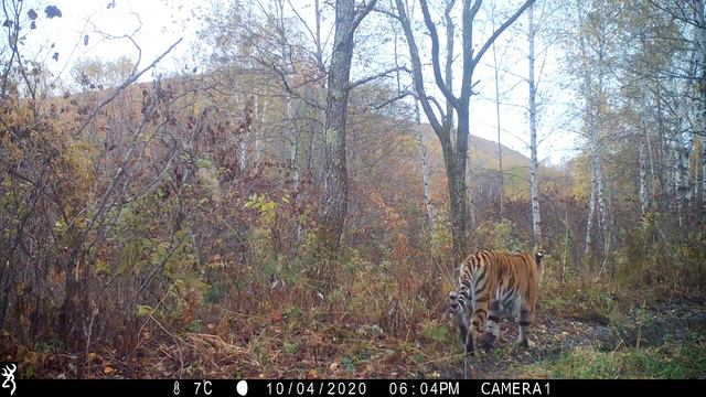 Амурский тигр вышел поорать смотреть онлайн