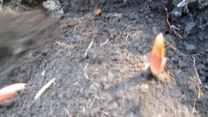 ПОСАДКА ЛИЛИИ ОСЕНЬЮ. ОСОБЕННОСТИ. КУРСЫ.