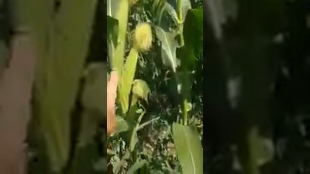 Удобрения для сладкой кукурузы.