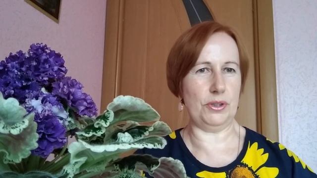Полив фиалок в жару. Фитильный полив и верхний полив. Как правильно поливать. смотреть онлайн
