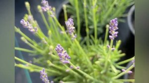 Лаванда узколистная