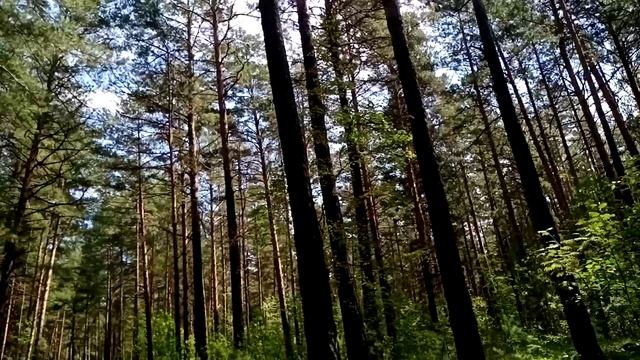 Прогулка по лесу