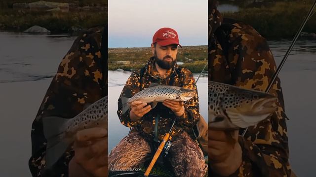 Ловля кумжи. Рыбалка в Арктической тундре. #kolapeninsula #trout #fishing #рыбалка #кольский