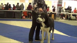 Выставка алабаев. СПб 02.12.2017. Рабочий кобели.