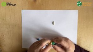 Мастер-класс «Лепим птичку-синичку вместе с Мосприродой!»