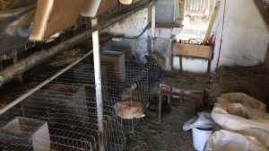 Вентиляция крольчатника, курятника, перепелятника. Вытяжной вентилятор установлен снизу.