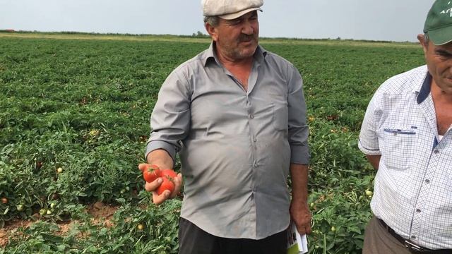 Новинка, томат Фрегата F1 Enza Zaden. смотреть онлайн