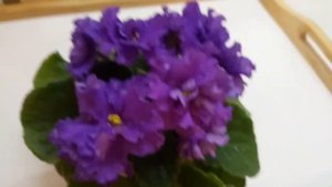 АВ Бандерас Первое цветение молодой розетки в домашних условиях