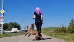 Дрессировка питбуля