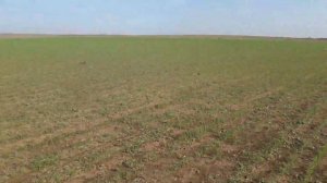 пшеница по гороху