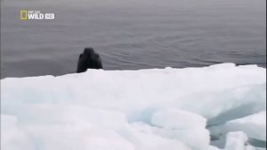 Морской леопард.Тюлень.Ручной тюлень,