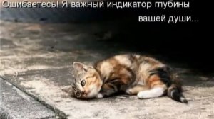 Помогите бедным животным!!!!