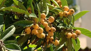 В Сочи завершается сбор урожая мушмулы