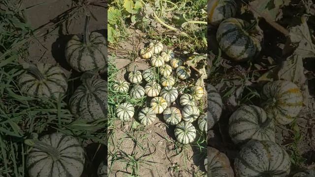 ВИ ТАКОГО НЕ БАЧИЛИ. Урожай 2023.??? Декоративні гарбузи ⚡⚡⚡ смотреть онлайн