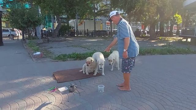 НОВОСИБИРСК/ЖИВЫЕ ГОРОДСКИЕ ДОСТОПРИМЕЧАТЕЛЬНОСТИ-ТРИ ЛАБРАДОРА В ТЕМНЫХ ОЧКАХ В ПЕРВОМАЙСКОМ СКВЕР