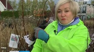 Новые саженцы в Садовом центре Веры Глуховой