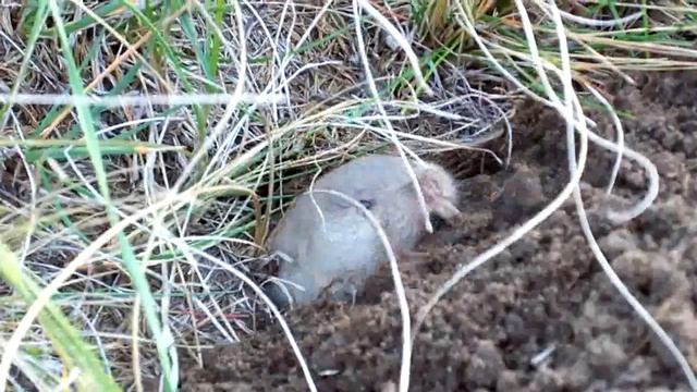 КРОТ смотреть онлайн