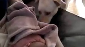 Собака укутывает ребенка в одеяло