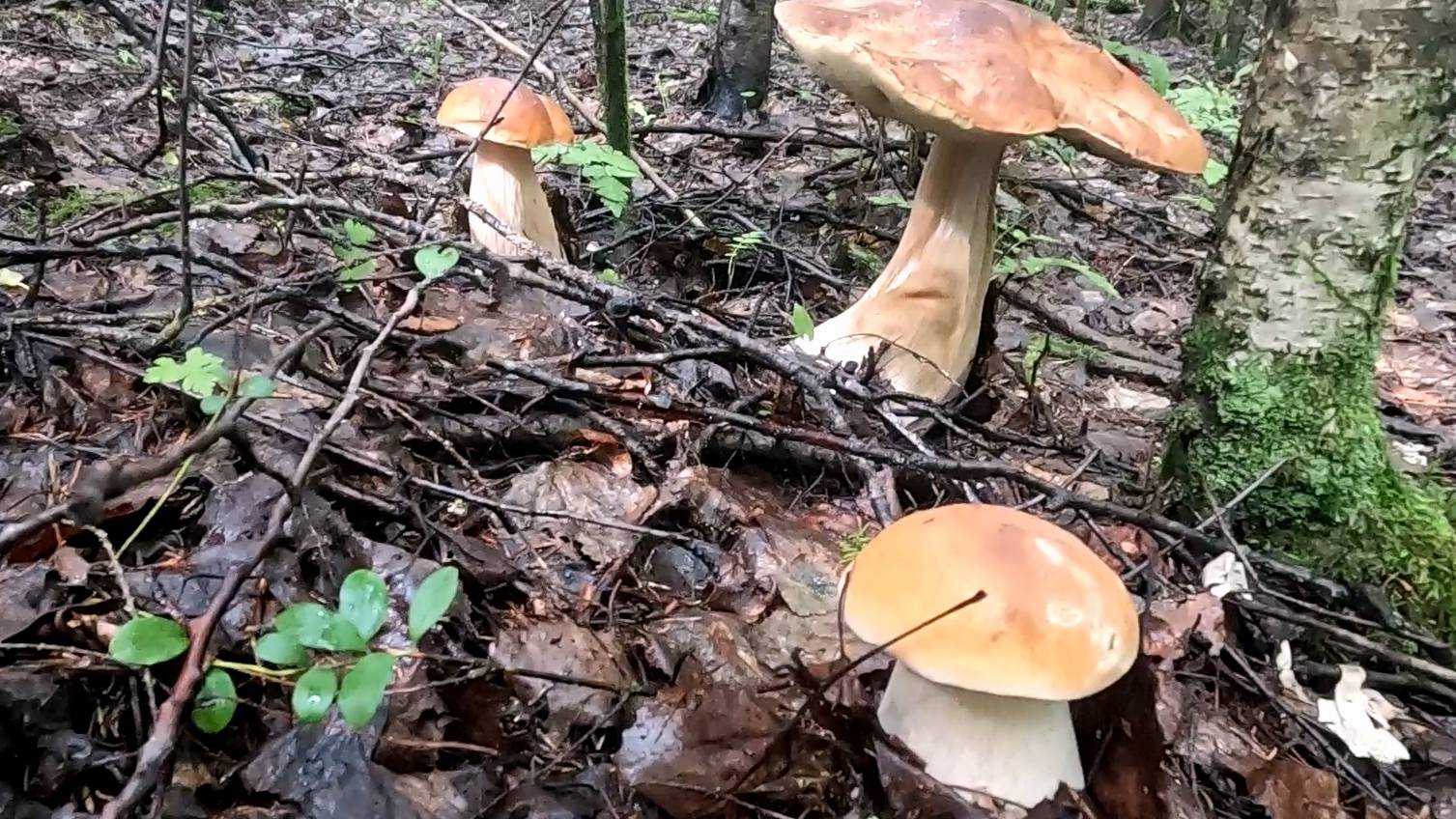 СОБРАЛ КУЧУ ГРИБОВ.#3 смотреть онлайн