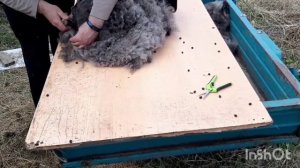 Стрижка овец
