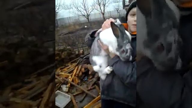 Наши кролики бабочки смотреть онлайн