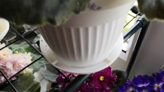 10 сортов узамбарских фиалок( сенполий). Или мое фиалковое окно. 10 мая 2021 год. смотреть онлайн