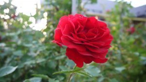 Опора для розы