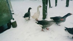 Бабка Ёжка)))