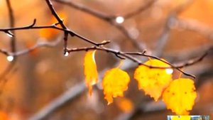 Валерий Татарский - Листья желтые медленно падают ...