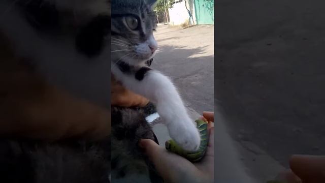 Красавица гусеница
.Брежник мертвая голова смотреть онлайн